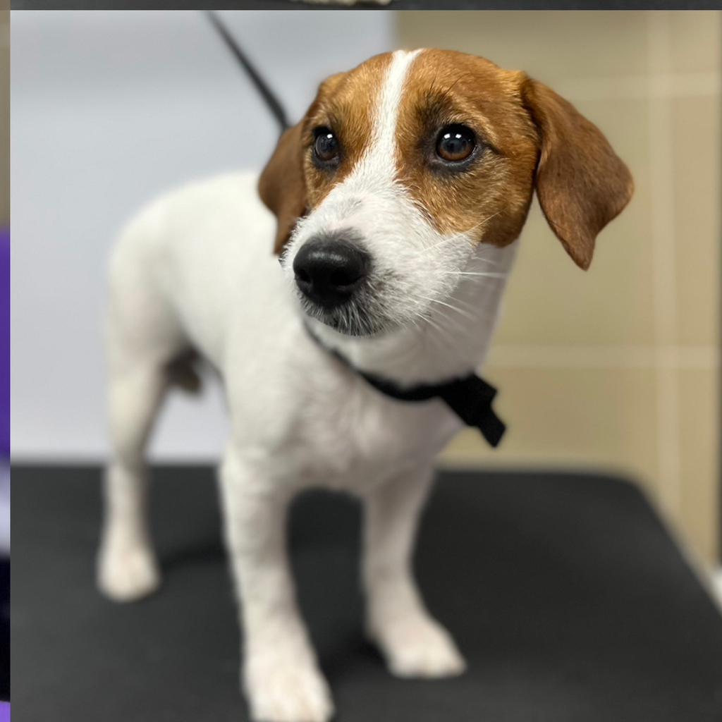 Джек-рассел-терьер жесткошерстный комплекс стрижка (под машинку)