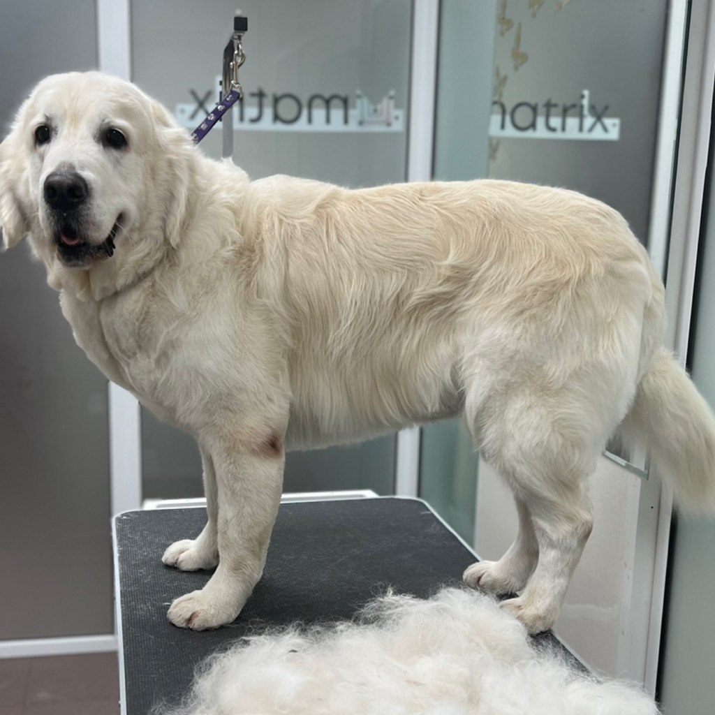 Золотистый ретривер комплекс Вычёсывание