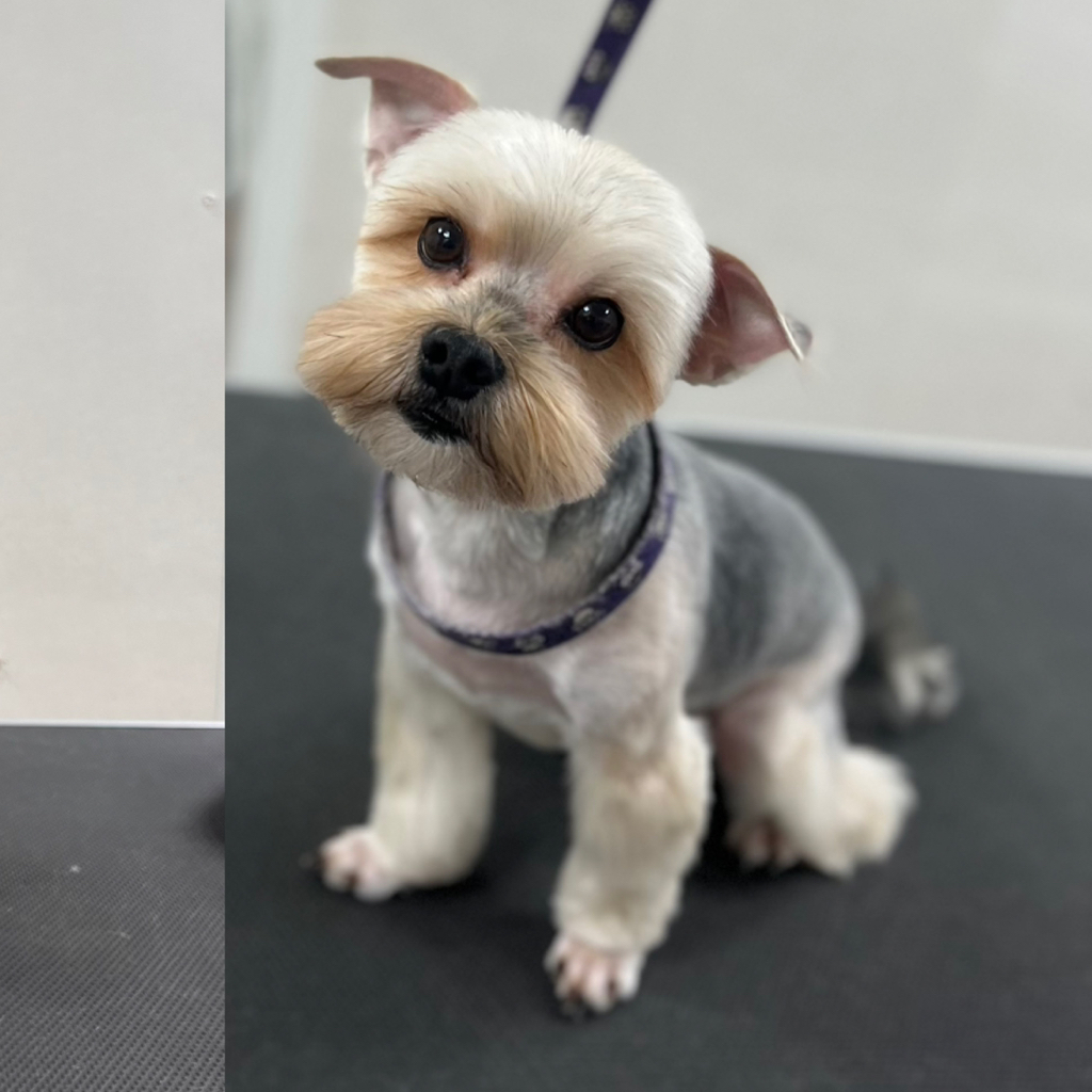 Йоркширский терьер комплекс Стрижка