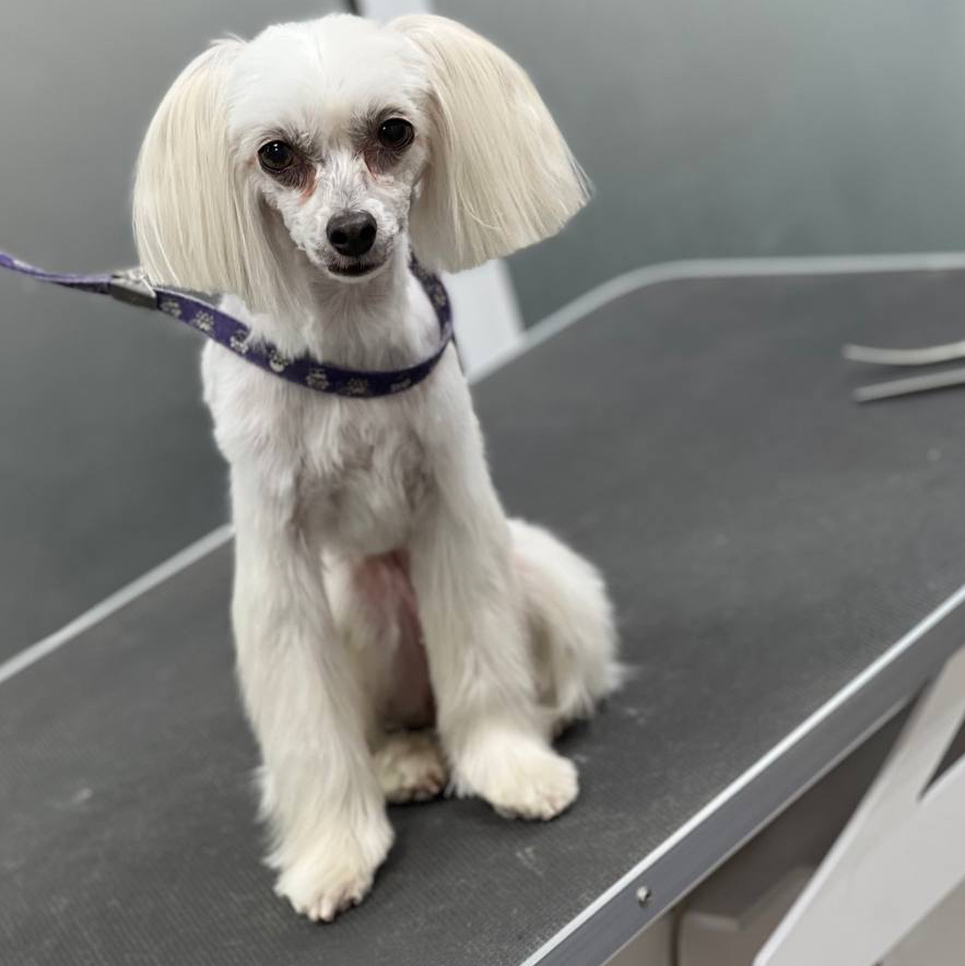 Китайская хохлатая пуховка комплекс Стрижка