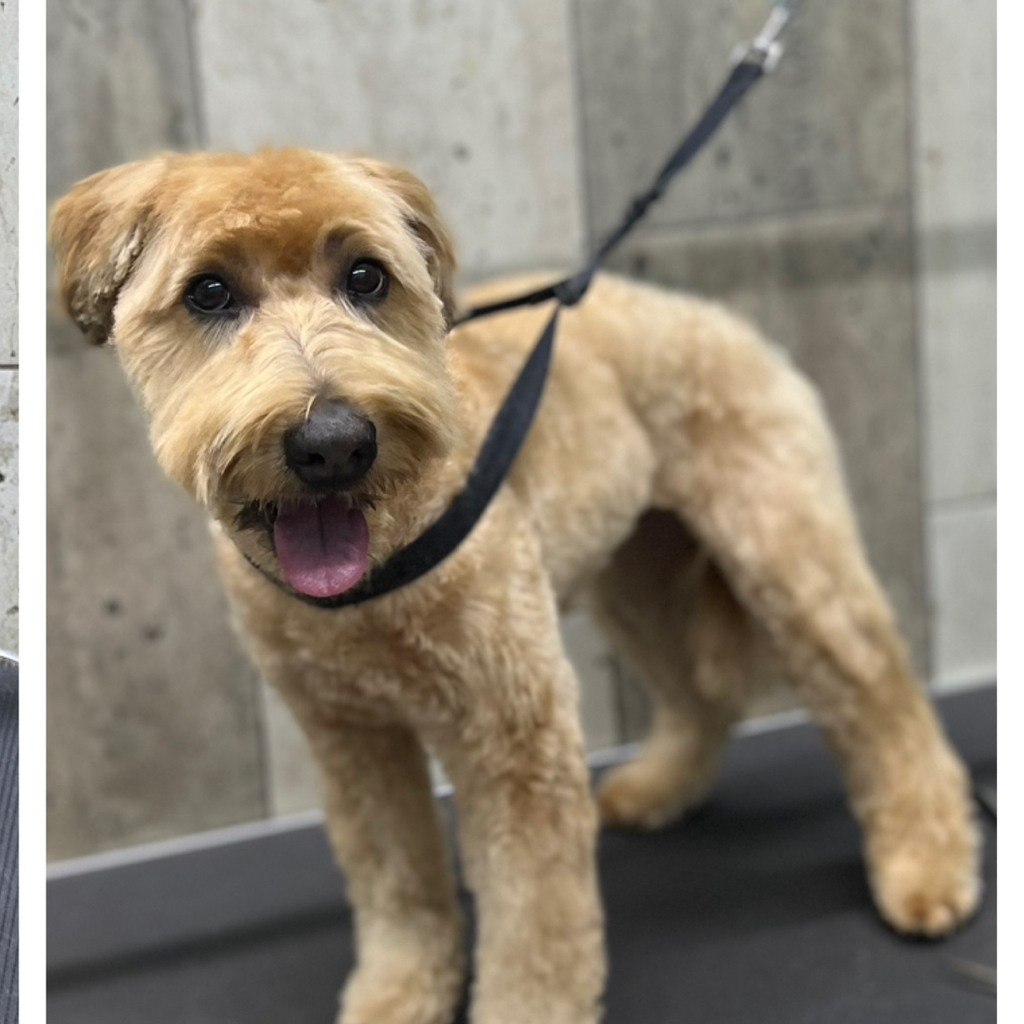 Пшеничный терьер комплекс Стрижка (под машинку)