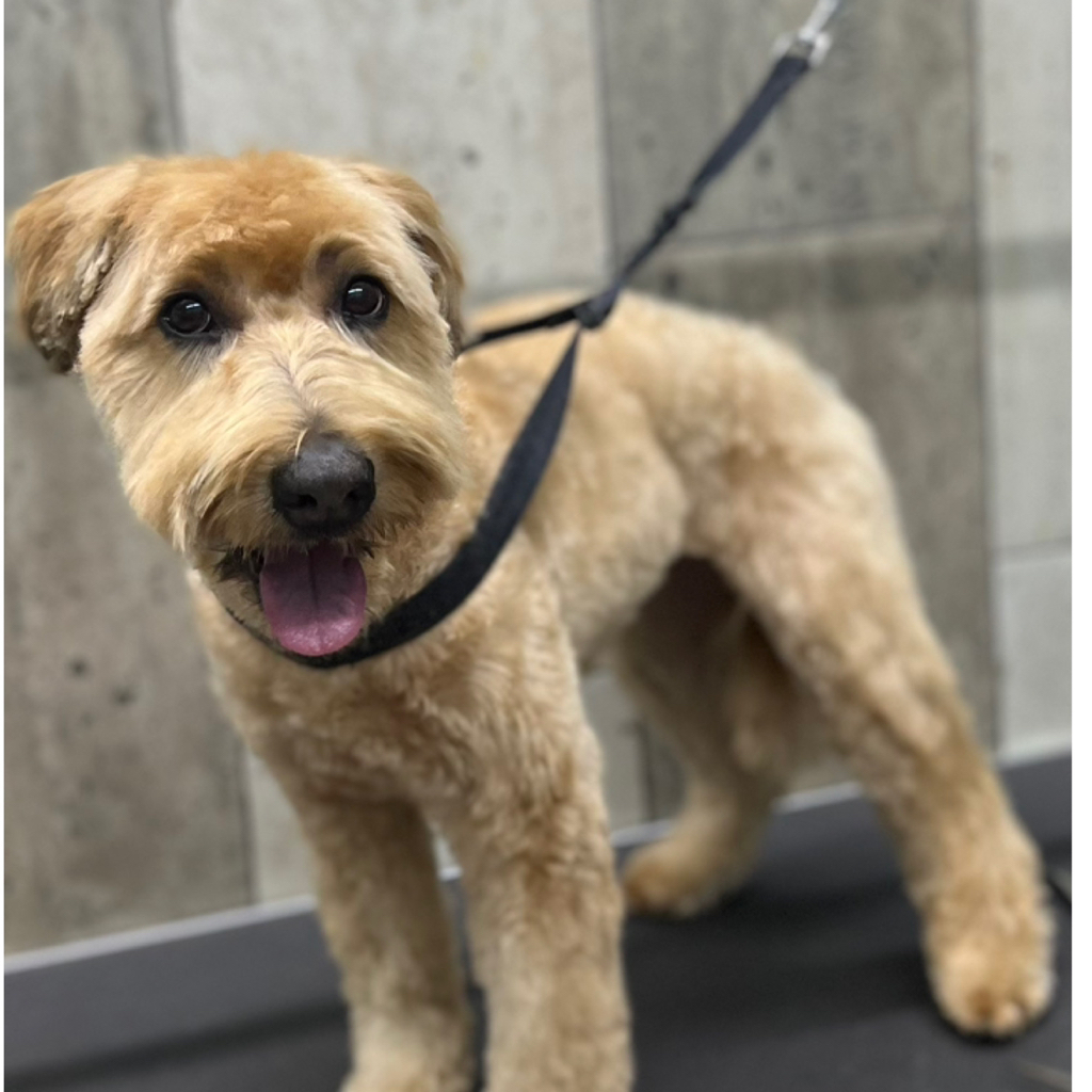 Пшеничный терьер комплекс Стрижка (объёмный вариант, колтуны не включены)