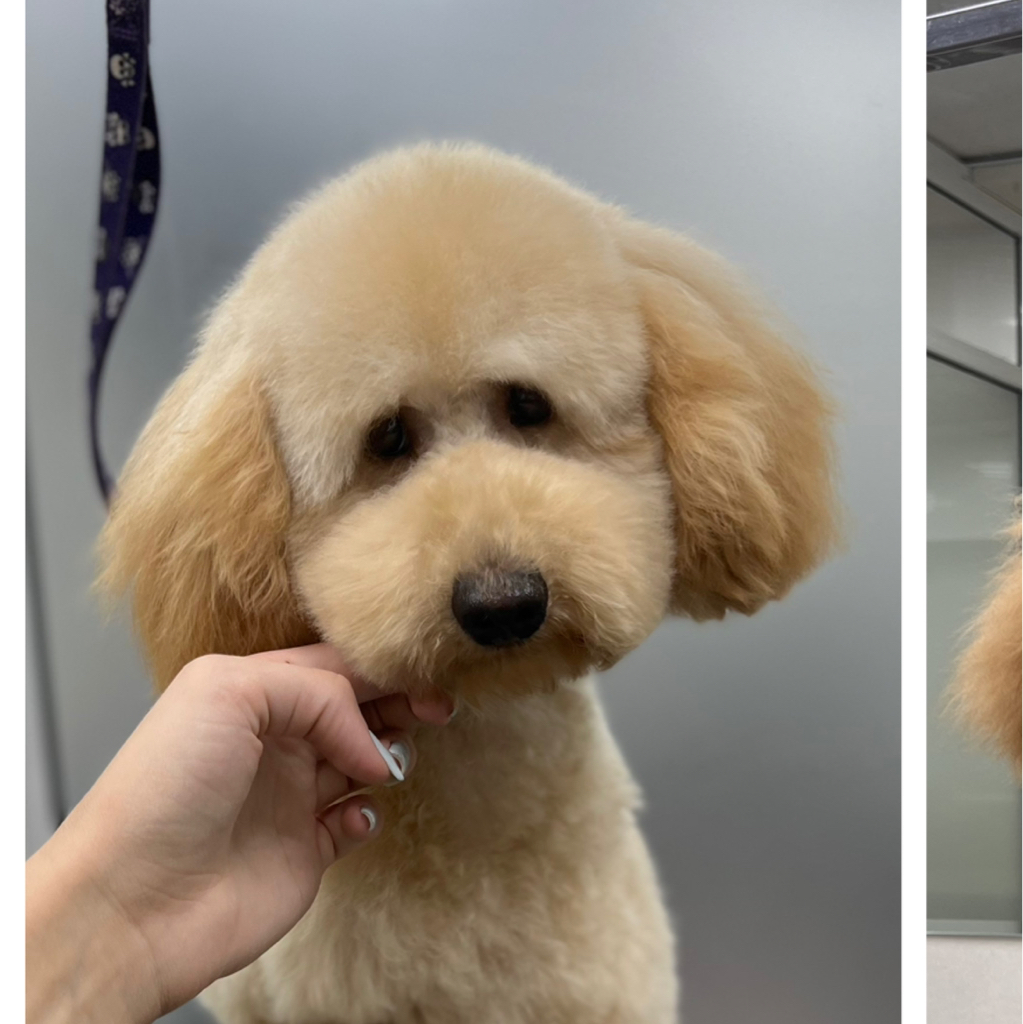 Пудель малый комплекс Стрижка 6,5-15 кг 35-45 см (объёмный вариант, колтуны не включены)