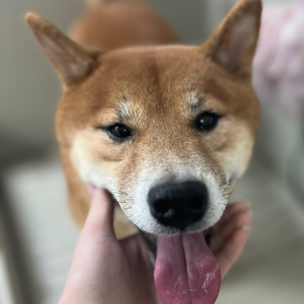 Сиба-ину комплекс Вычёсывание