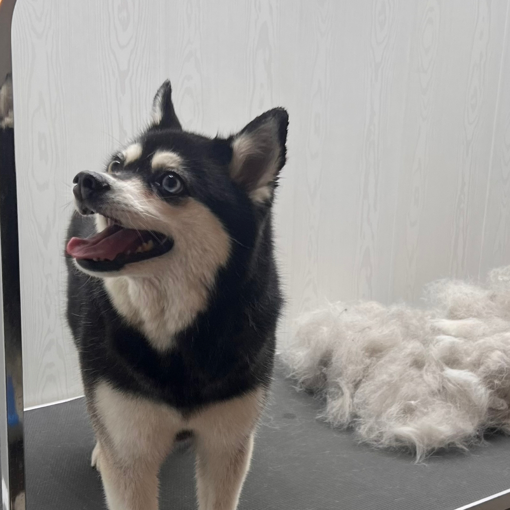 Аляскинский кли-кай комплекс Вычёсывание