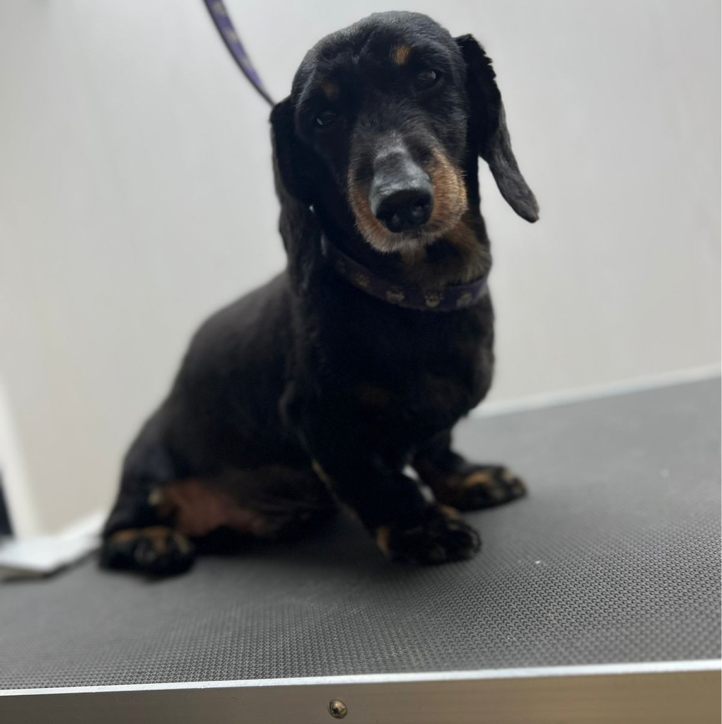 Такса стандарт длинношерстная комплекс Стрижка/Вычесывание