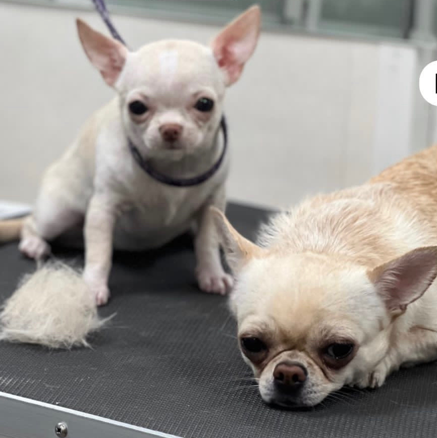 Той терьер гладкошерстный комплекс Вычёсывание