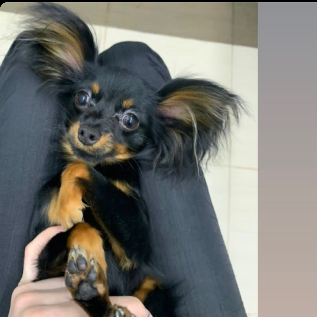 Той терьер длинношерстный комплекс Стрижка