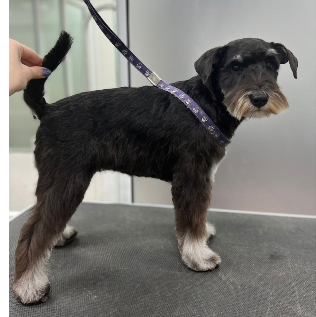 Цвергшнауцер комплекс Стрижка