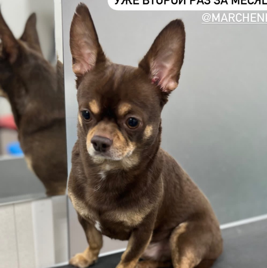 Чихуахуа гладкошерстный комплекс Вычёсывание