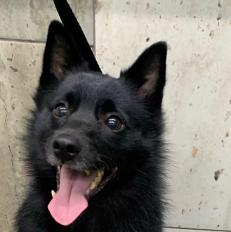 Схипперке (шипперке) комплекс Вычёсывание