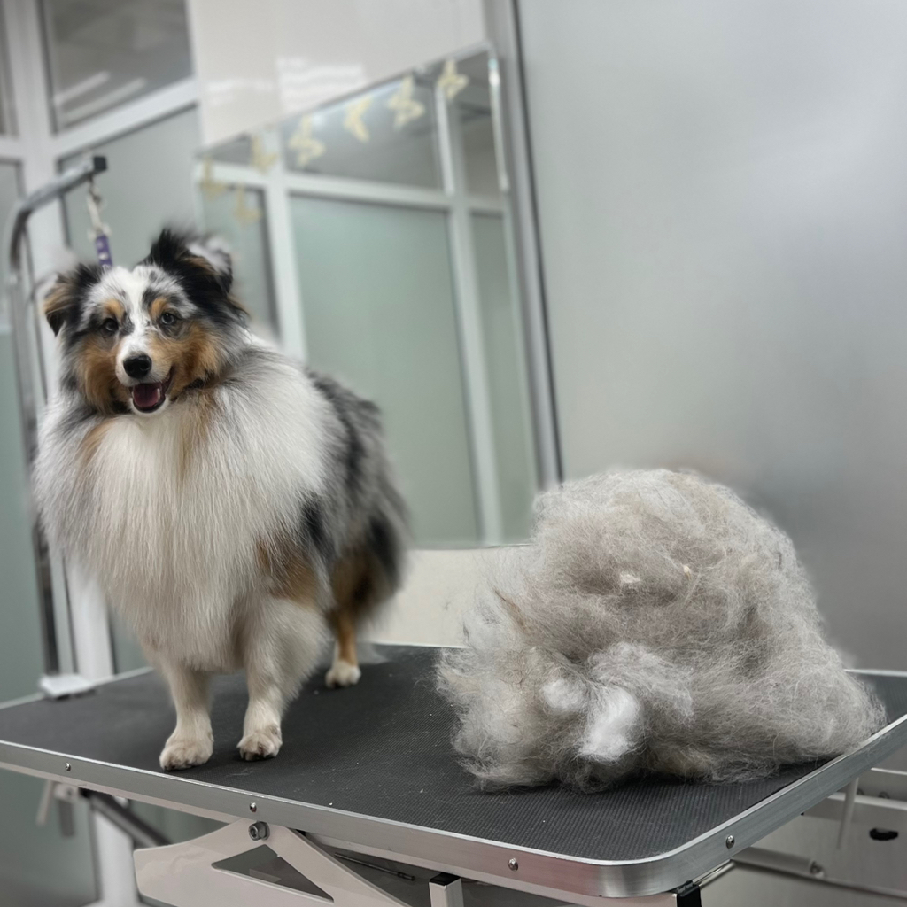 Шелти от 5 кг комплекс Вычёсывание