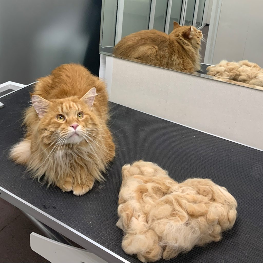 Вычесывание БЕЗ КУПАНИЯ для мейн-куна‼️ если питомец агрессивный или очень переживательный, не усидчивый- свяжитесь с нами перед