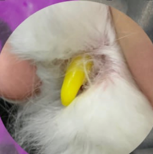 Наклейка антицарапок на передние лапки (колпачки ваши)