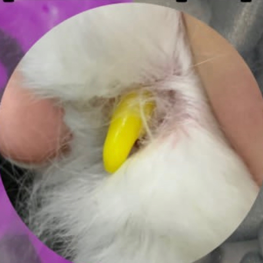 Наклейка антицарапок на все лапки (колпачки наши)