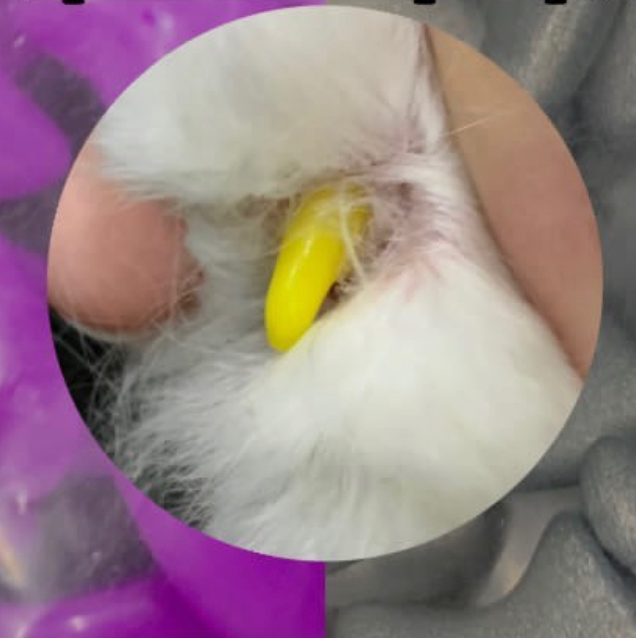 Наклейка антицарапок на передние лапки (колпачки наши)