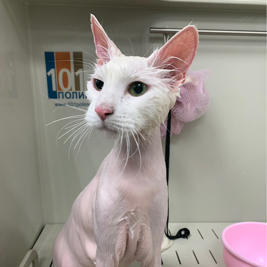 Стрижка С КУПАНИЕМ кошек ДО 6 КГ ‼️ если питомец агрессивный или очень переживательный, не усидчивый- свяжитесь с нами перед записью