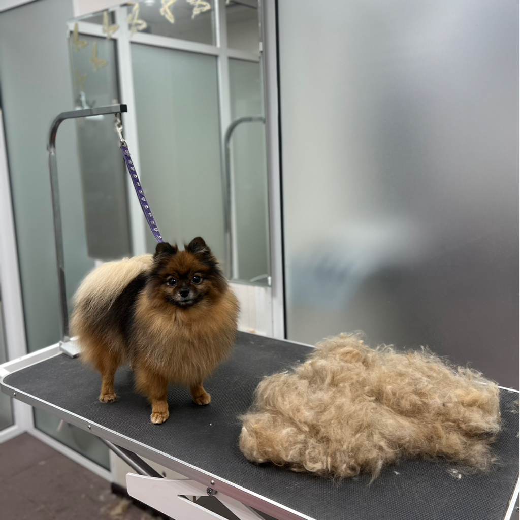 Шпиц померанский гигиенический комплекс (без стрижки) высота до 29см, до 3 кг