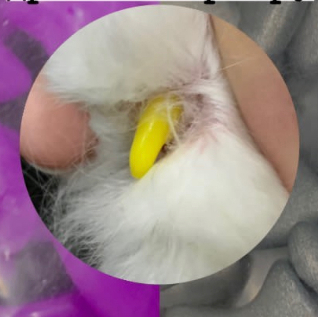 Наклейка антицарапок на все лапки (колпачки ваши)