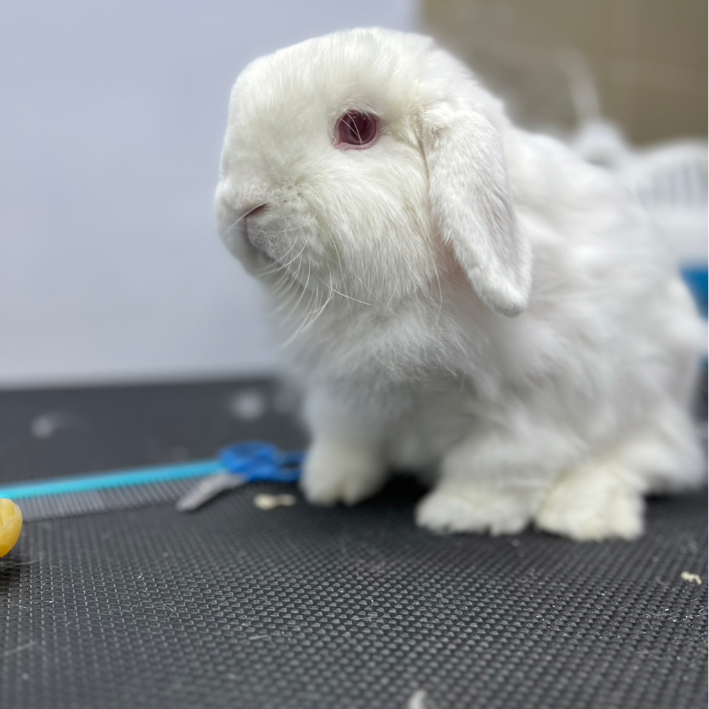 Кролик гигиенический комплекс