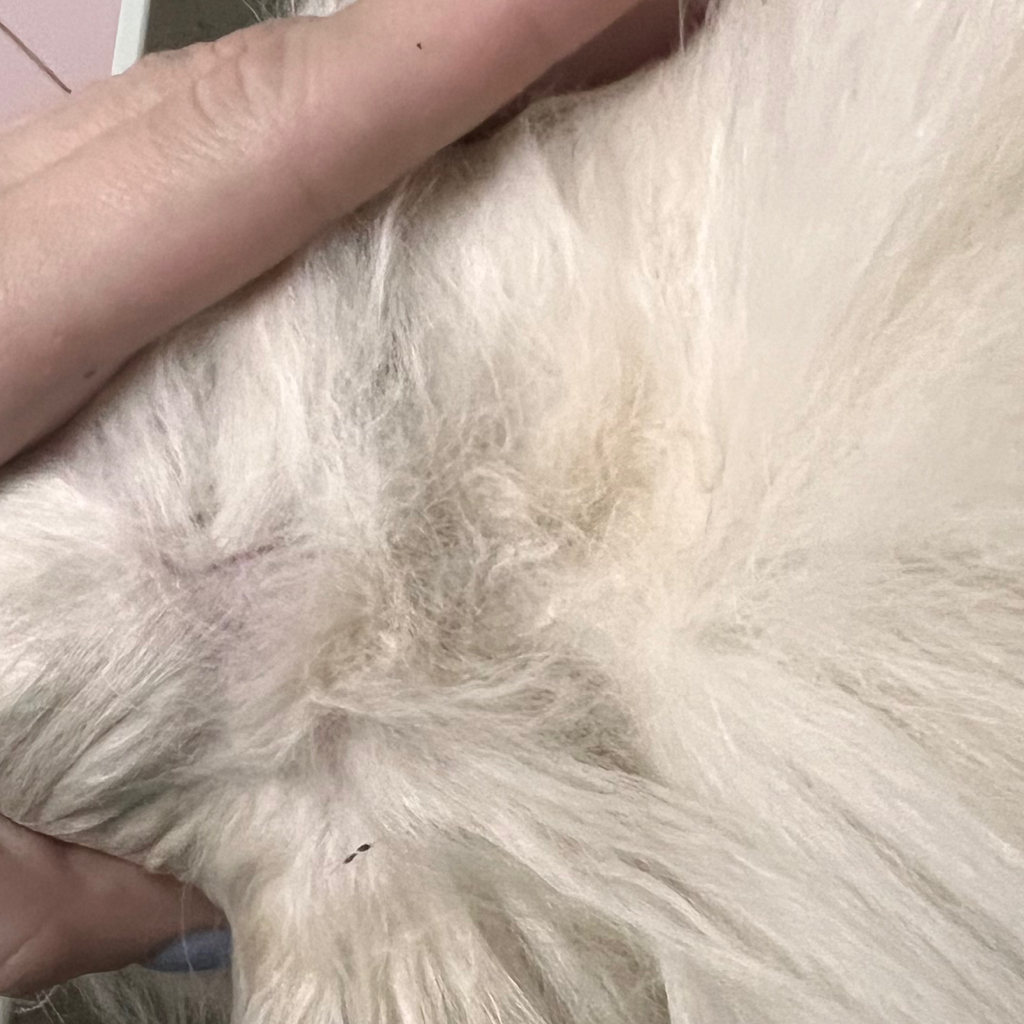 Разбор колтунов