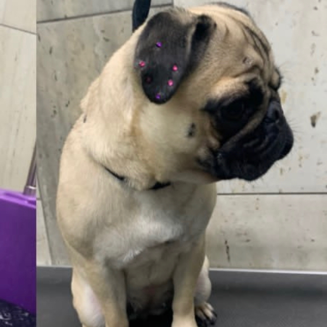 Мопс комплекс Вычёсывание