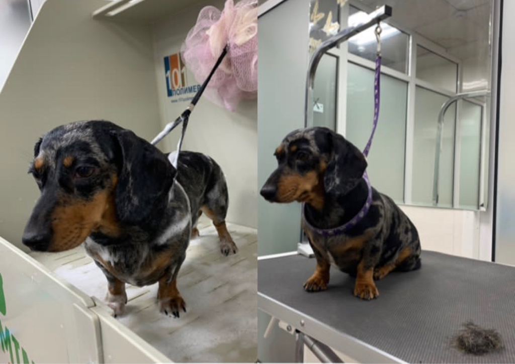 Такса гладкошерстная комплекс Вычёсывание