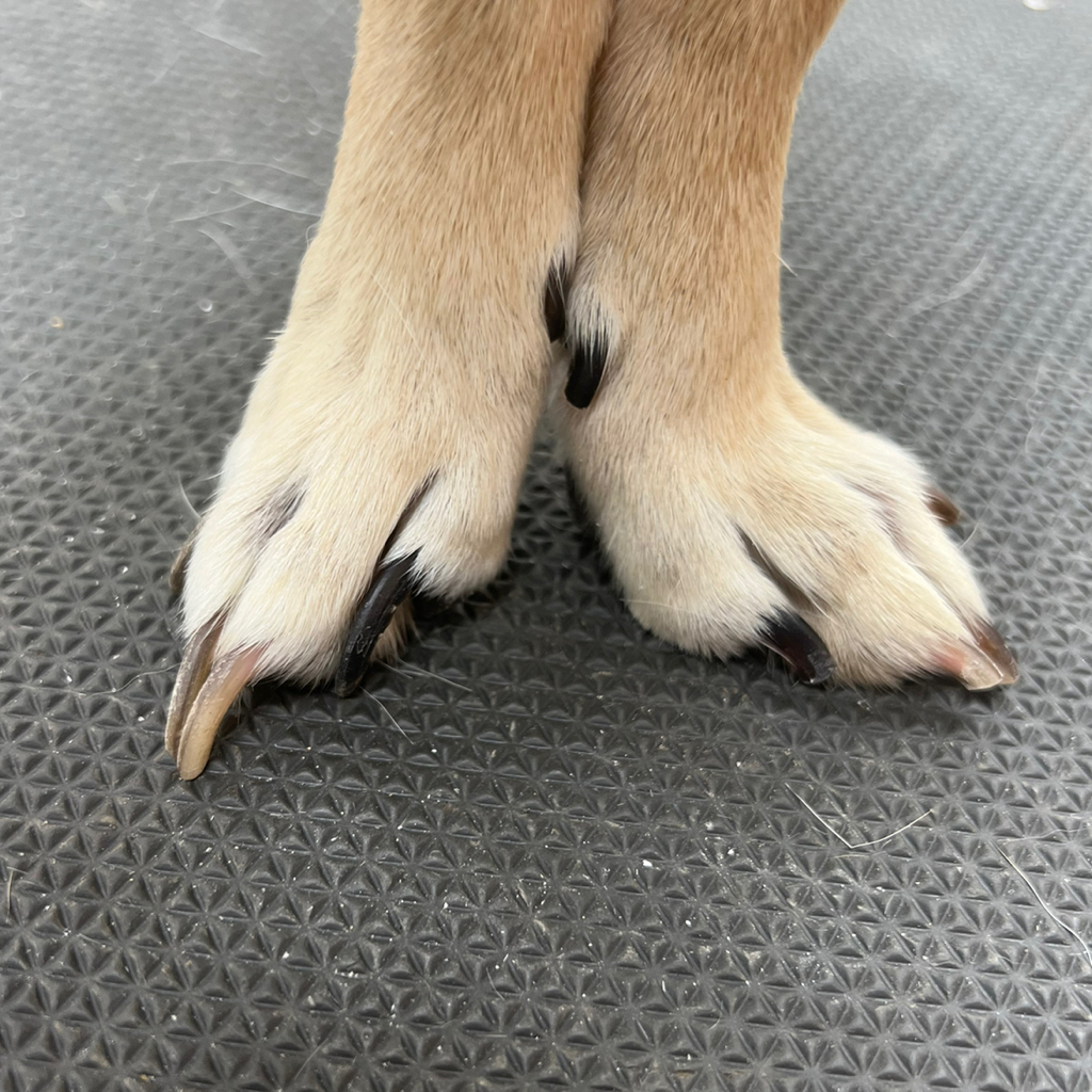 Стрижка когтей и обпиливание, мелкие породы