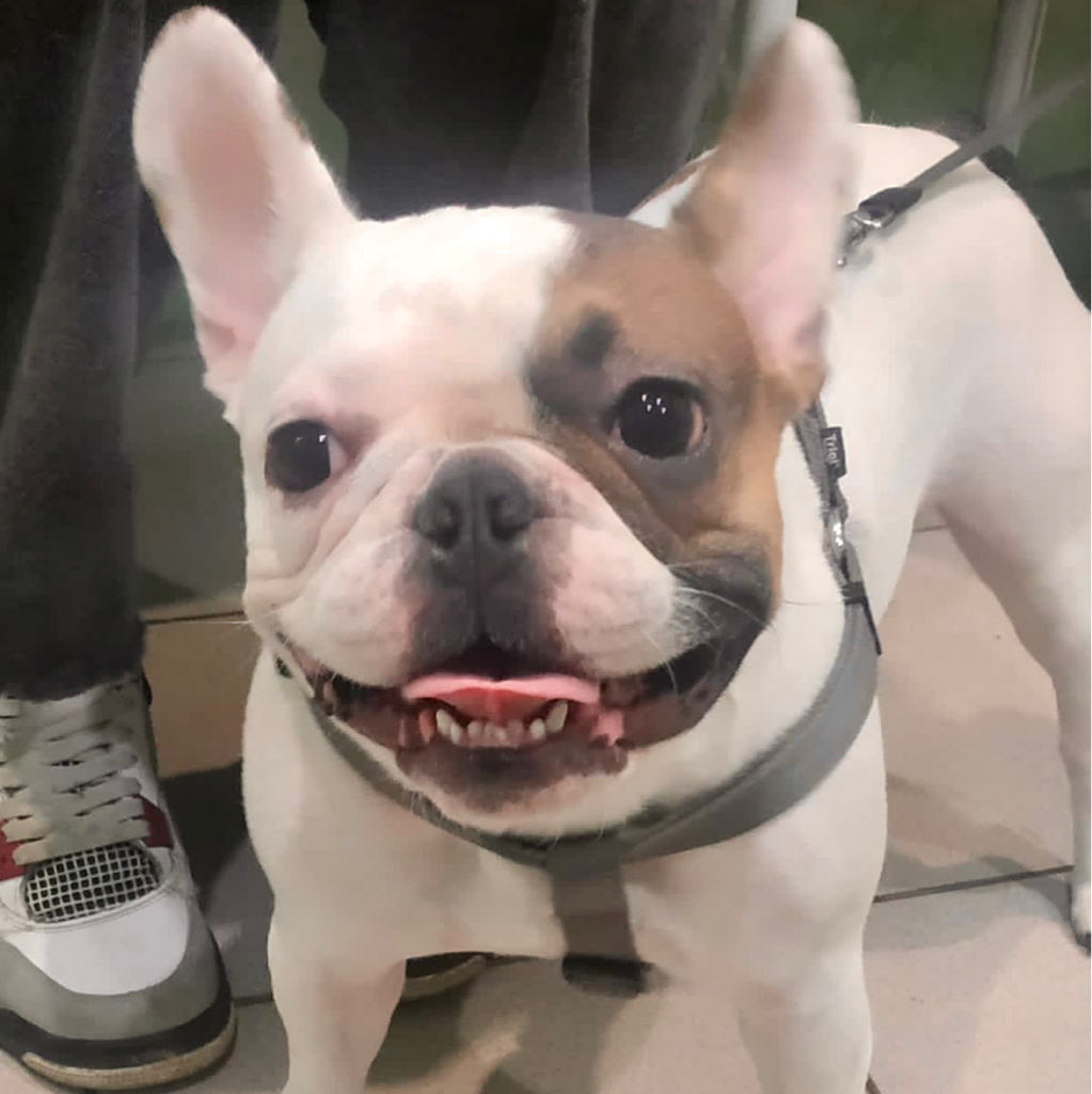 Гигиеническая обработка ротовой полости кошке или собаке