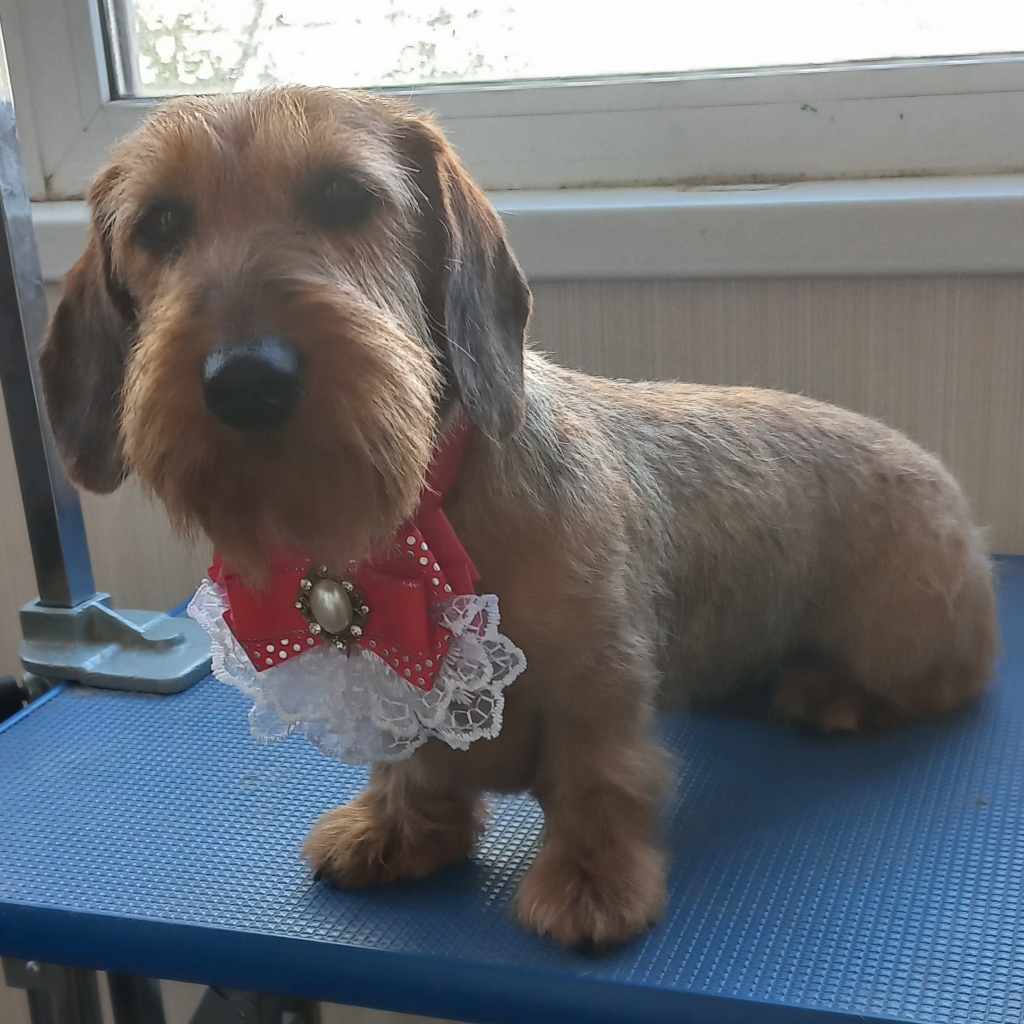 Такса жёсткая (Тримин )