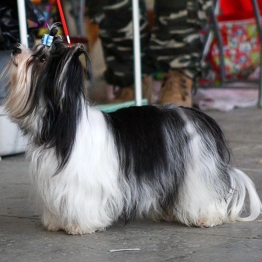 Стрижка Бивер Йорка