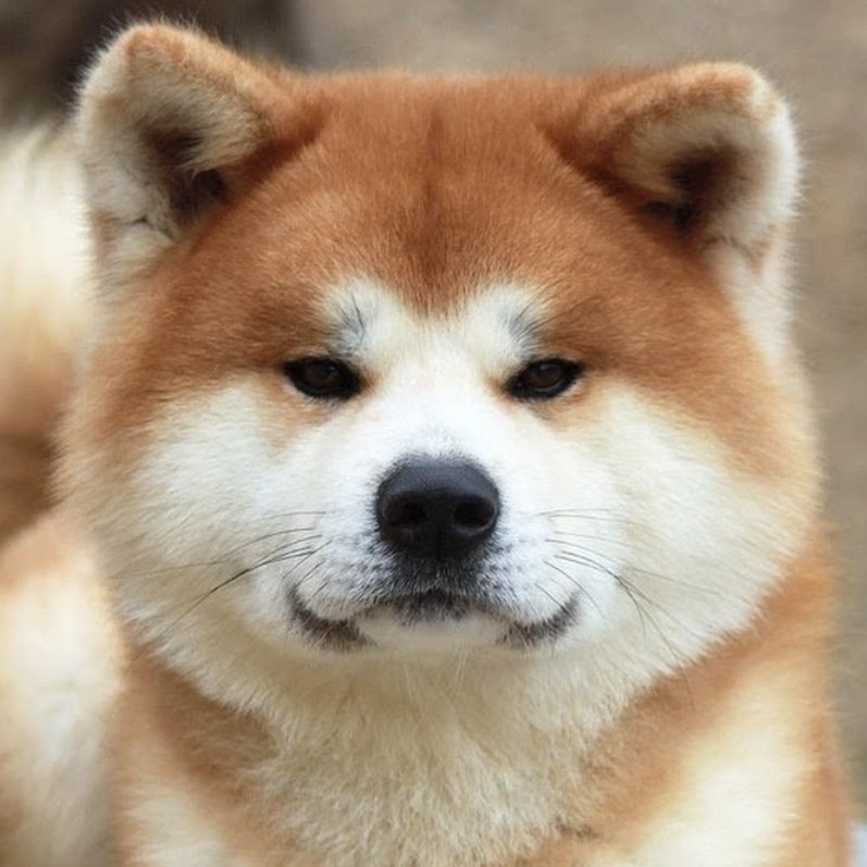 Экспресс линька акита-ину