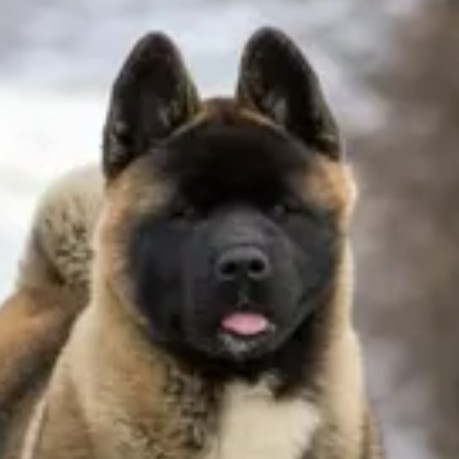 Экспресс линька американская акита