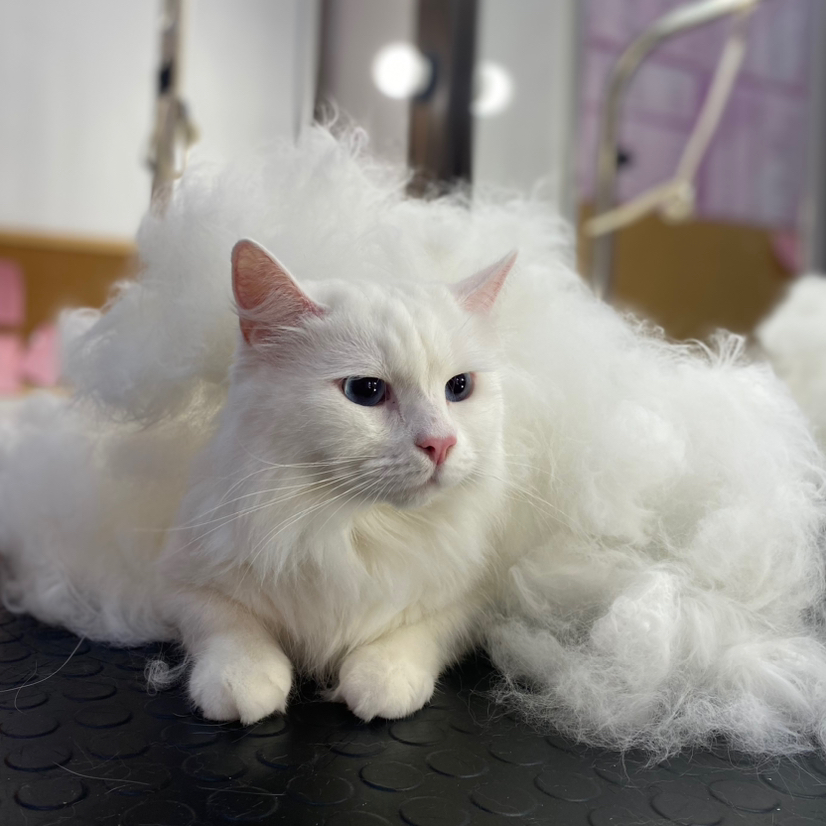 Кот/кошка  (вычес)