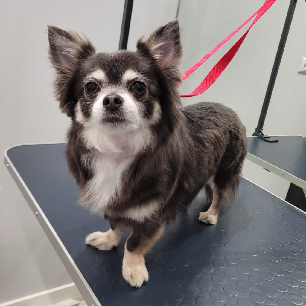 Чихуахуа длинношёрстый (комплекс)