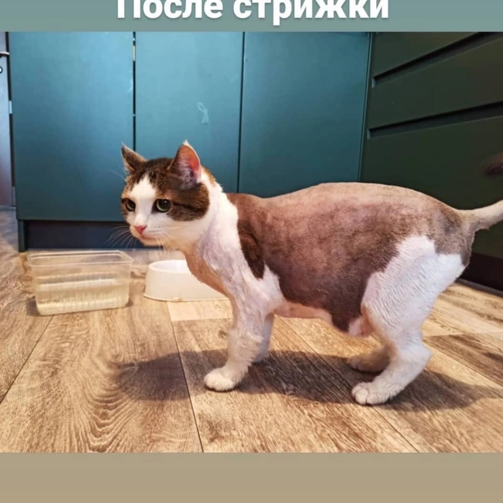 Кошка стрижка без колтунов