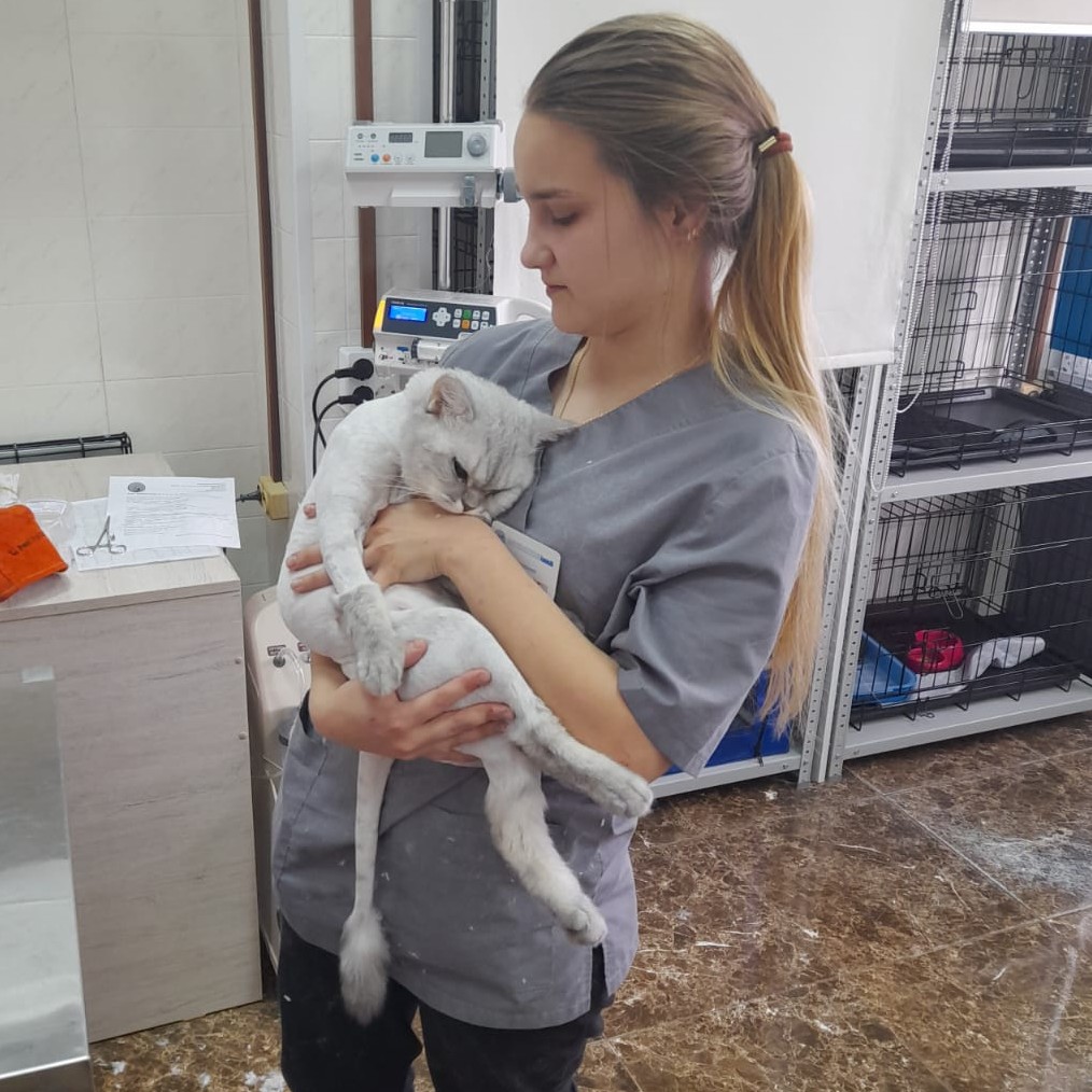 Стрижка кошки под седацией