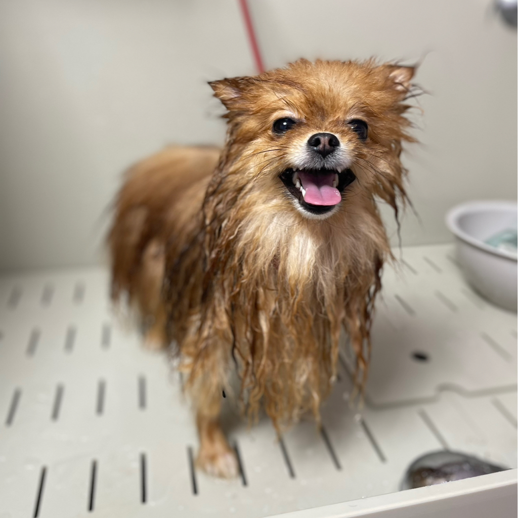 Гигиена Шпиц от 6 до 8 кг