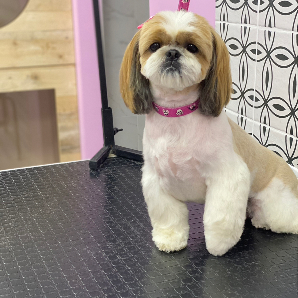 Ши тцу комплекс стрижка