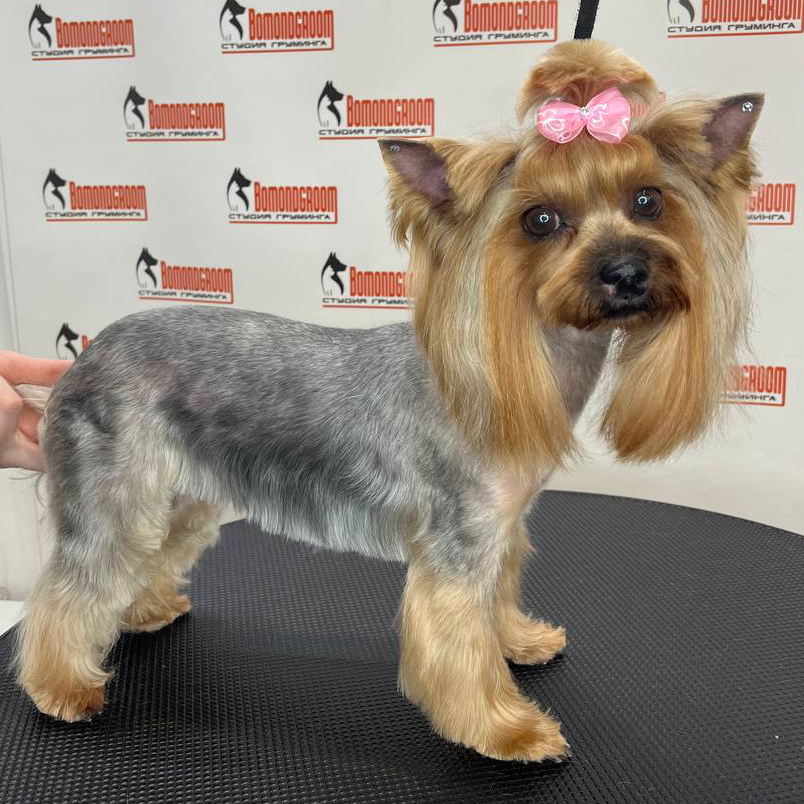 Йоркширский терьер комплекс (мытье+гигиена+стрижка)