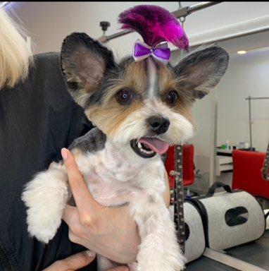 Окрашивание хвостика (на голове)