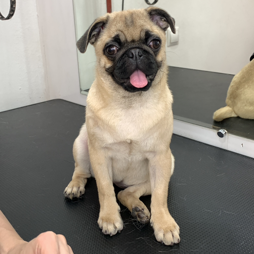 Мопс, Бульдог (мытьё+гигиена+стрижка)