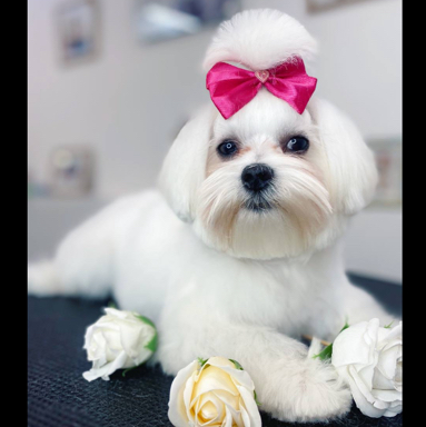 Мальтийская болонка (мальтезе) комплекс (мытьё+гигиена+стрижка)