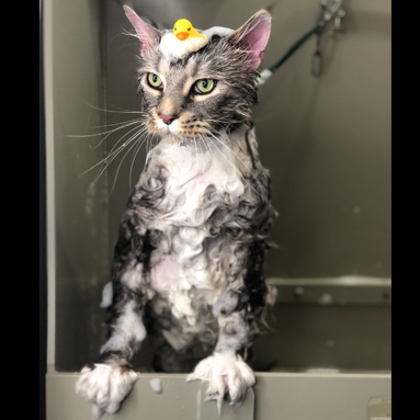 купание кот/кошка ( два мастера)