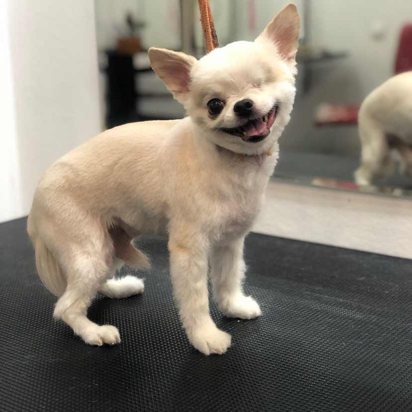 Чихуахуа короткошёрстный комплекс (мытьё+гигиена+стрижка)