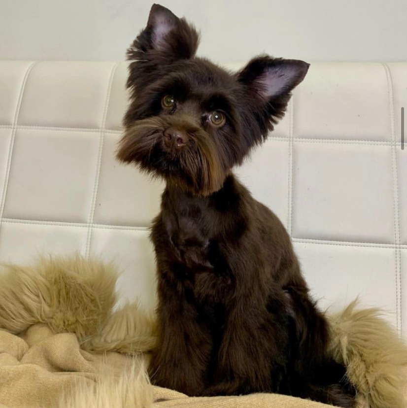 Бивер - йорк  ,  шоколадные йорки и цветные  комплекс (мытьё+гигиена+стрижка