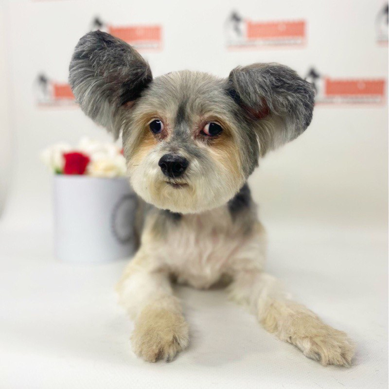 КХС пуховка комплекс (мытьё+гигиена+стрижка)