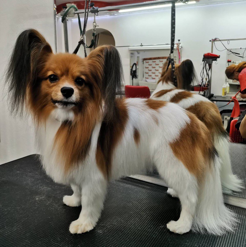 Папильон комплекс (мытьё+гигиена+стрижка)