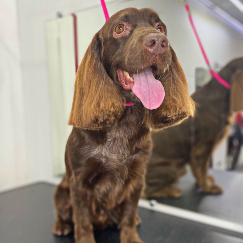 Спаниель американский ,английский комплекс (мытьё+гигиена+забривание)