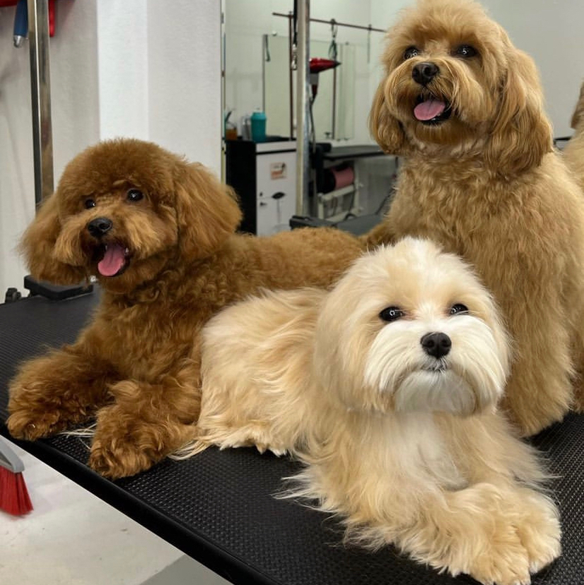 Мальтипу  Гигиена